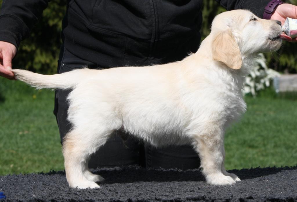 Tidigare kullar Mythique's kennel